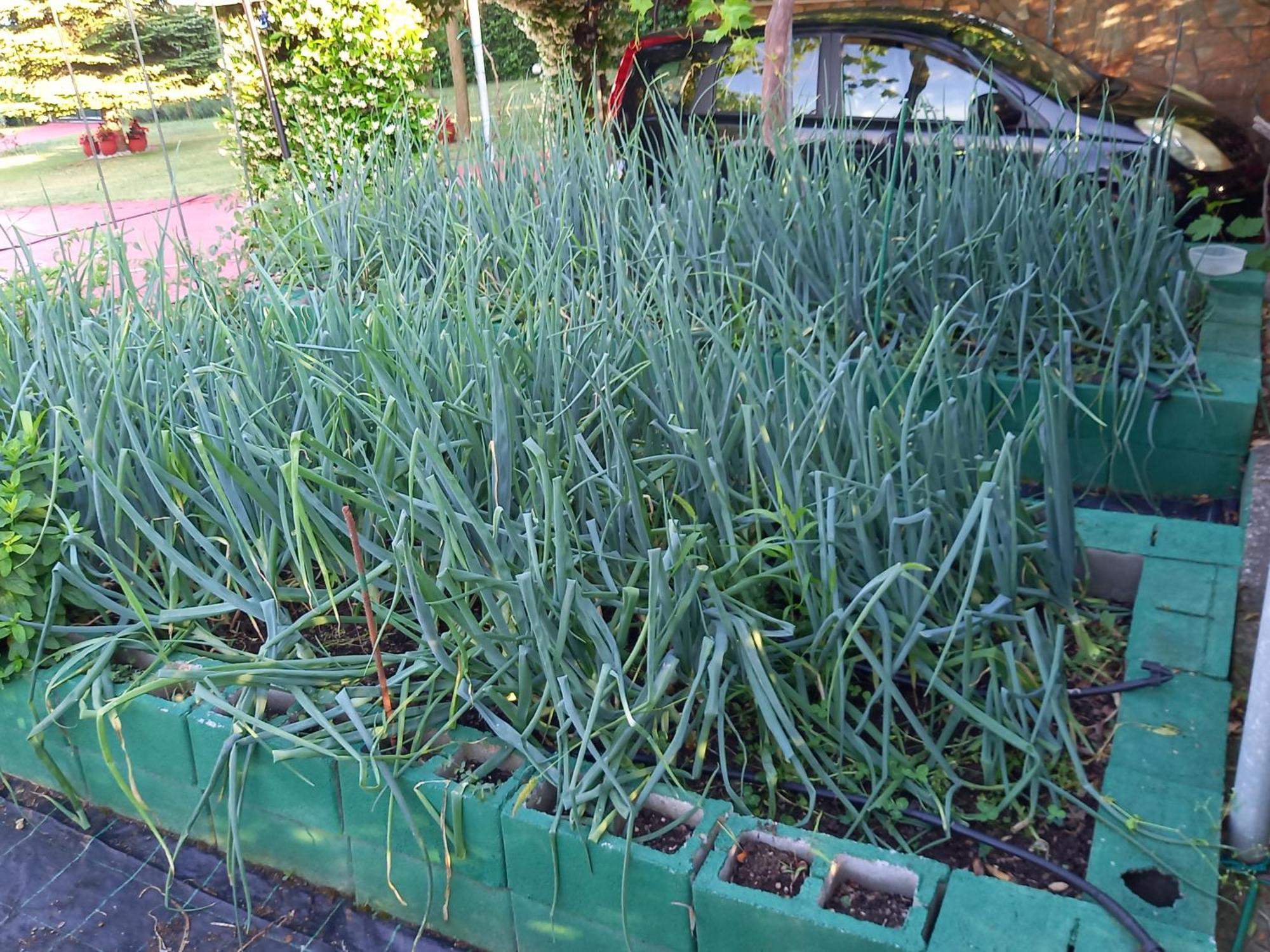 Tammy'S Garden House Βίλα Λεπτοκαρυά Εξωτερικό φωτογραφία