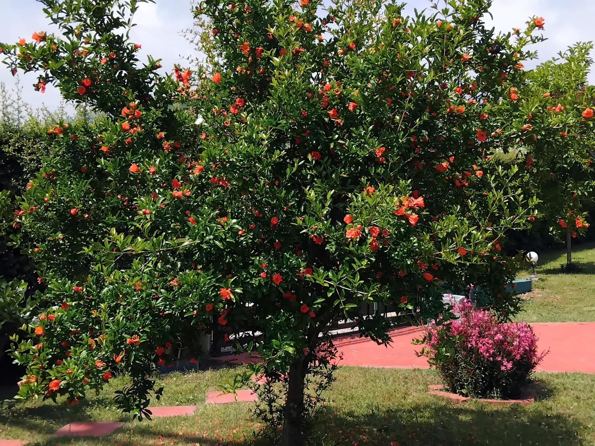 Tammy'S Garden House Βίλα Λεπτοκαρυά Εξωτερικό φωτογραφία